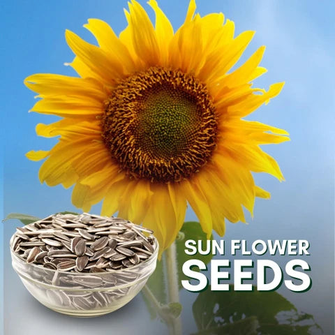 Sunflowr Seeds